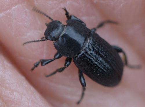 Phylan pilipes